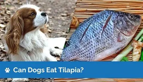 İtlər Tilapiya yeyə bilərmi? Tilapia itlər üçün təhlükəsizdirmi? Baytar tərəfindən təsdiqlənmiş faktlar