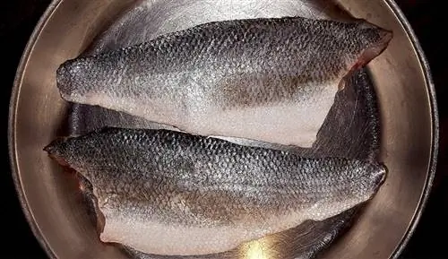 Tilapia