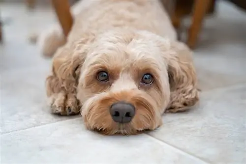 Apricot Cockapoo istuu