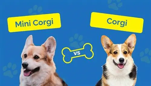 Mini Corgi vs Corgi: Ang Mga Pagkakaiba (May Mga Larawan)