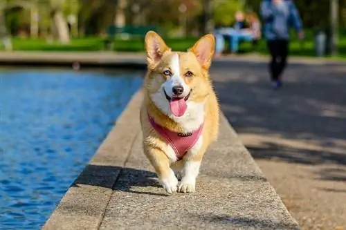 2 renkli gözlü Corgi