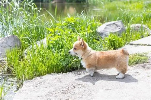 Vista lateral del pequeño cachorro Pembroke Welsh Corgi