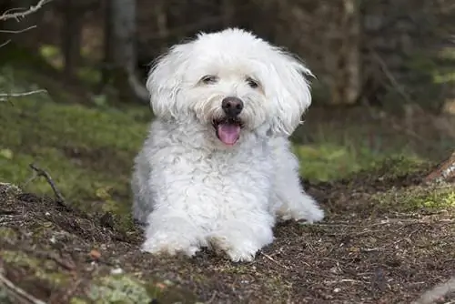 Cockapoo bianco: fatti, origine & Storia (con immagini)