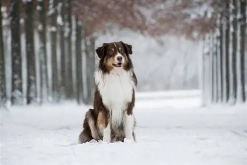 berger australien dans la neige