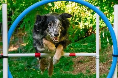 chien de berger australien sautant des cerceaux