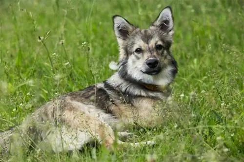 Zweedse Vallhund die op gras ligt