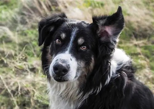 English Shepherd to'liq e'tiborda_Robert F Apple_shutterstock