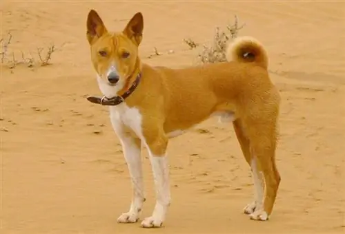 Basenji-Hund in einer Wüste