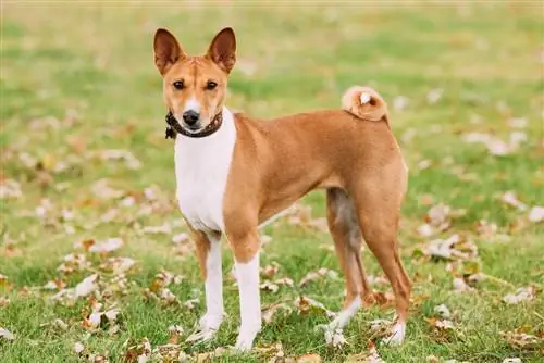 Basenji aub sawv ntawm nyom sab nraum zoov