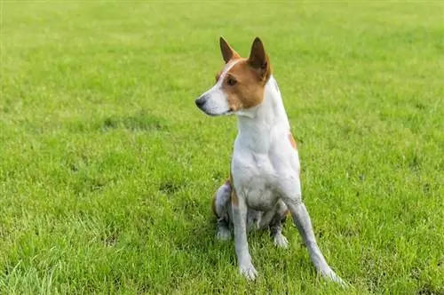 Chien basenji mâle assis sur l'herbe