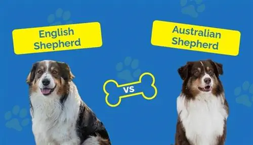 Engelse herder versus Australische herder: de verschillen (met afbeeldingen)