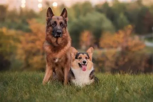 Mchungaji wa Ujerumani na welsh corgi pembroke