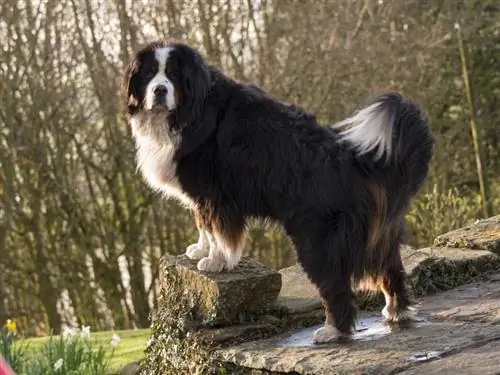 Perro de montaña de Bernese