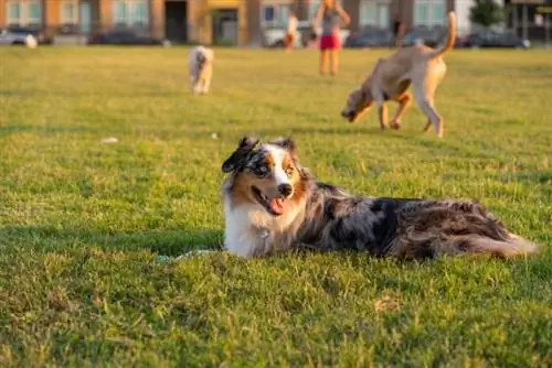 Australian Shepherd ligger i gräset med andra hundar runt omkring