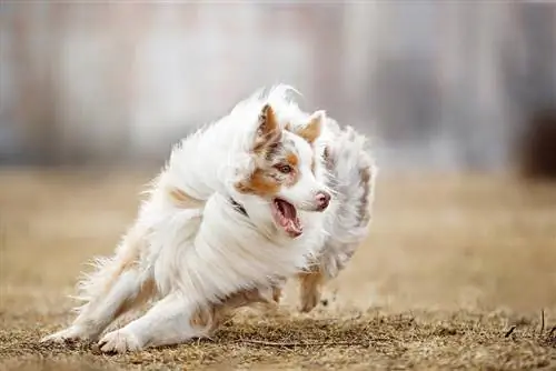 perro pastor australiano corriendo