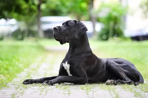 chien dogue allemand noir couché en plein air