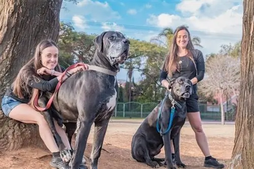 Frauen gehen und posieren mit der Deutschen Dogge_Yuri-Nunes_shutterstock