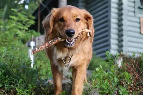 yeni Şotlandiya ördək tolling retriever çubuqla