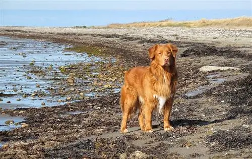 nova scotia kachna mýtného retrívra na břehu