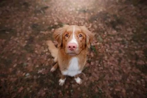 Más de 150 nombres asombrosos para los perros perdigueros de patos de Nueva Escocia: ideas para perros cariñosos juguetones &