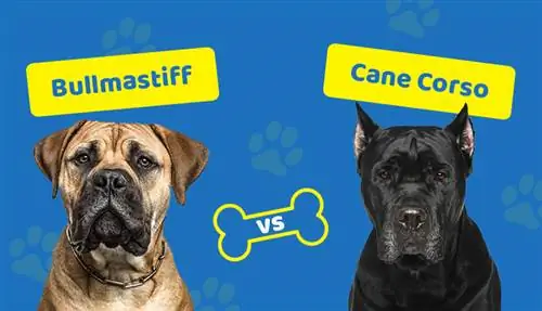 Bullmastiff vs Cane Corso: Ang Mga Pagkakaiba (May Mga Larawan)