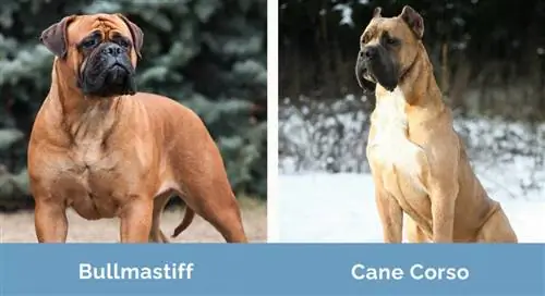 Bullmastiff və Cane Corso yan-yana