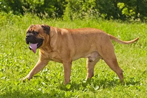 bullmastiff berjalan di atas rumput