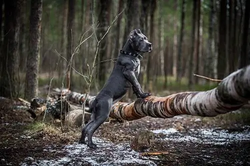 Cane Corso italien dans la forêt