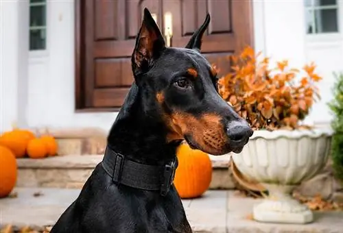 Dobermann-Hund im Hof