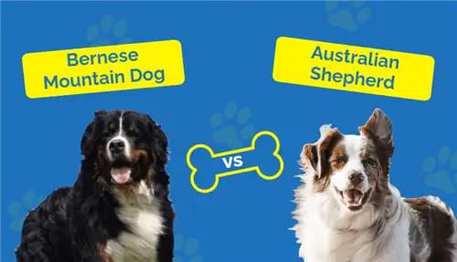 Berner Sennenhund vs Australian Shepherd: The Differences (Med bilder)