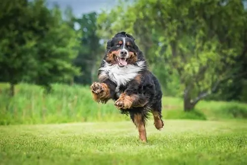 bernese mountain dog correndo no quintal