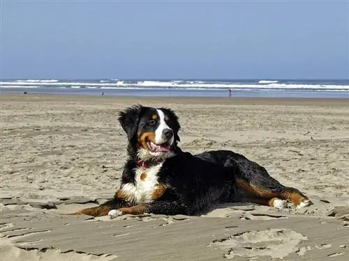 anjing gunung bernese di pantai