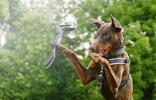 Kaip aukštai gali šokti dobermanas? Stebinantis atsakymas