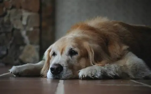 golden retriever sènior