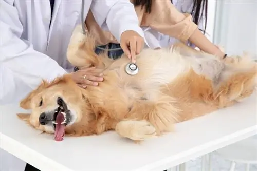 perro golden retriever en el veterinario