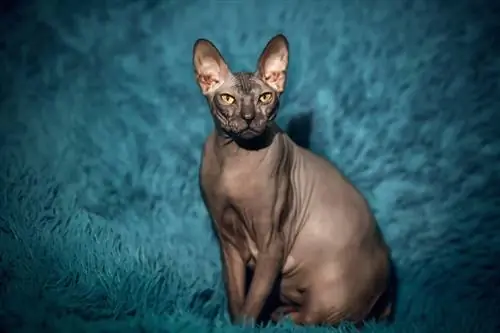 Black Sphynx Cat: fets, origen & Història (amb imatges)