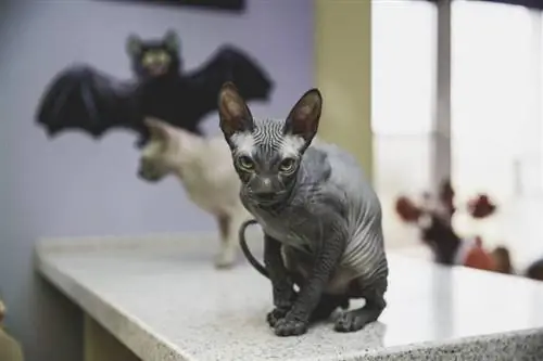 jeune chat noir don sphynx avec une chauve-souris en papier noir sur le fond