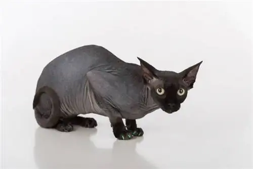 Mèo Sphynx đen tò mò và sợ hãi với móng tay màu xanh lá cây