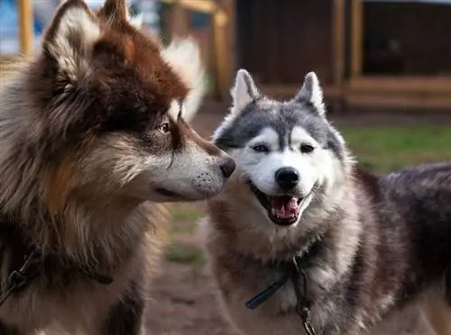 Alaskan Malamute və gülümsəyən Sibir Husky bir-birinin yanında dayanır