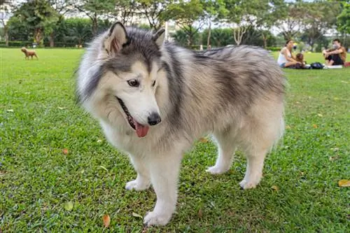 un Malamute de Alaska gigante en el parque