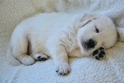 Comment faire dormir un chiot toute la nuit : 10 conseils d'experts