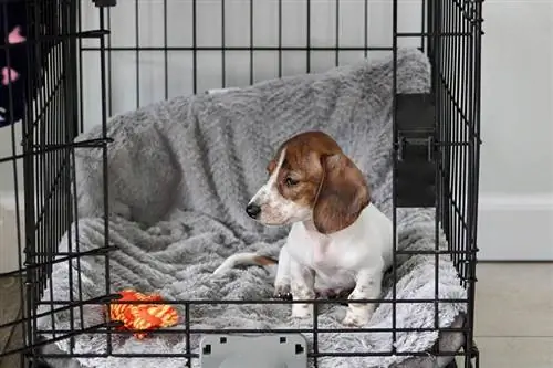 Một chú chó con dachshund thu nhỏ đang ngồi trong thùng