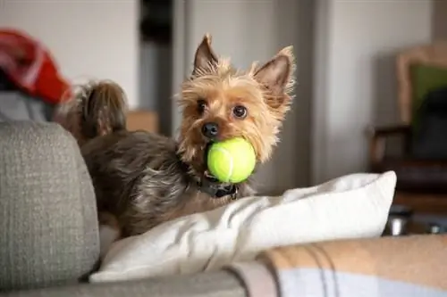 Filhote de Yorkshire terrier com uma bola de tênis na boca