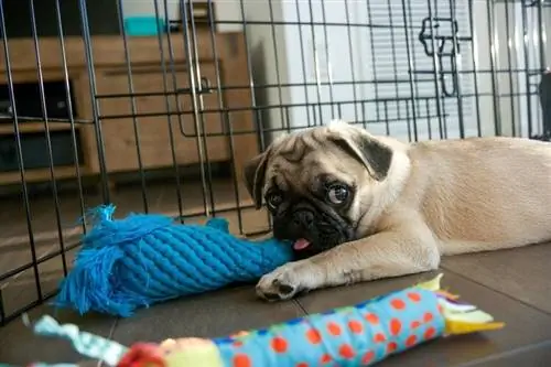 chiot carlin dans un parc jouet à mâcher caisse