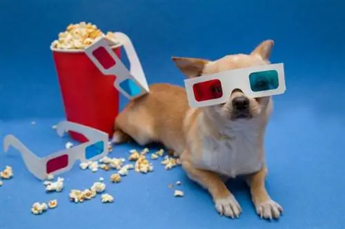 Más de 170 nombres de perros de películas: famosos, únicos & Ideas clásicas