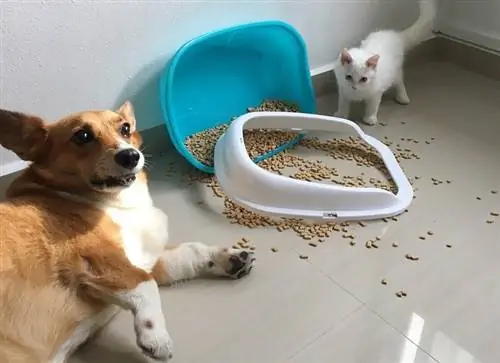 Corgi mengotori kotoran kucing