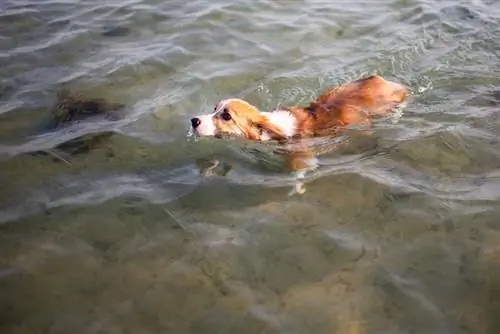 perro corgi nadando en aguas poco profundas