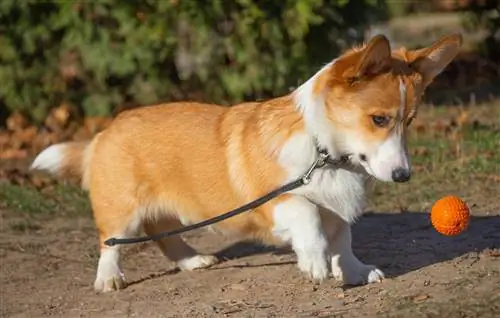 Corgi speel met 'n bal speelding