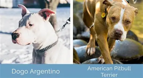 Dogo Argentino vs American Pitbull Terrier berdampingan