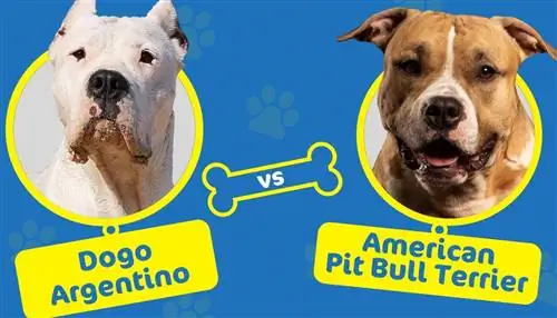 Argentínska doga vs americký pitbull teriér: rozdiely medzi plemenami